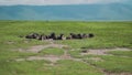 Wild herd of african buffaloes sitting on ground, having halt during hot summer day. Group of bovines in it's natural