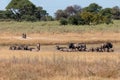 Blue Wildebeest Botswana Africa wildlife safari Royalty Free Stock Photo