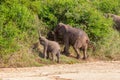 Wild herd of elephants come to drink in Africa in national Kruger Park in UAR