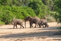 Wild herd of elephants come to drink in Africa in national Kruger Park in UAR