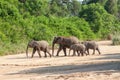 Wild herd of elephants come to drink in Africa in national Kruger Park in UAR