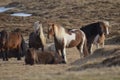 Wild Herd of Icelandic Ponies Grazing in Iceland Royalty Free Stock Photo