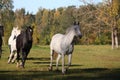 Wild herd running free at pasture Royalty Free Stock Photo