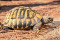 Wild Hermann's tortoise, Testudo hermanni in Montenegro, Europe.