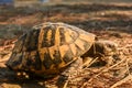 Wild Hermann's tortoise, Testudo hermanni in Montenegro, Europe.