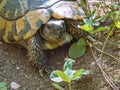 Wild Hermann`s tortoise is turtle species in Bulgaria.