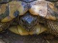 Wild Hermann`s tortoise is turtle species in Bulgaria.