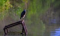 Wild heron bird standing Royalty Free Stock Photo