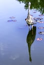 Wild heron on hunt