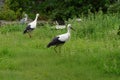 Wild heron and stork looking for someting to eat