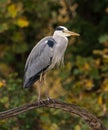 Wild Heron at rest Royalty Free Stock Photo