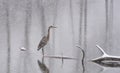 Wild Heron on a winter lake Royalty Free Stock Photo