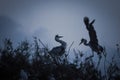 Wild herons fighting for a place in a tree