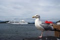 Wild herring gull in port Royalty Free Stock Photo