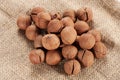 Wild hickory nuts Royalty Free Stock Photo