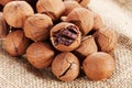 Wild hickory nuts Royalty Free Stock Photo