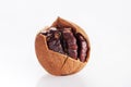 Wild hickory nuts Royalty Free Stock Photo