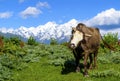 Wild high bull against a background of snow-capped mountains Royalty Free Stock Photo