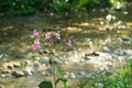 Wild Himalayan Balsam Flowers Blooming by a Mountain Stream Royalty Free Stock Photo