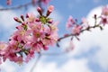 Wild himalayan cherry