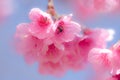 Wild Himalayan Cherry Royalty Free Stock Photo