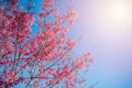 Wild Himalayan Cherry, Prunus cerasoides