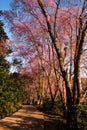 Wild Himalayan Cherry Royalty Free Stock Photo