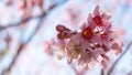 Wild himalayan cherry blossom