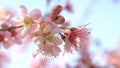 Wild himalayan cherry blossom