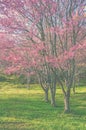 Wild Himalayan cherry blossom forest in full bloom, Thailand. Vi Royalty Free Stock Photo