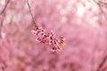 Wild Himalayan Cherry Blossom Prunus cerasoides Rosaceae, beautiful pink cherry blossoming flwer branches on nature outdoors.