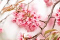 Wild Himalayan Cherry Blossom Prunus cerasoides Rosaceae, beautiful pink cherry blossoming flwer branches on nature outdoors.