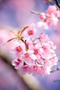 Wild Himalayan Cherry blossom Sakura