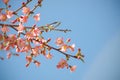 Wild himalayan cherry blossom