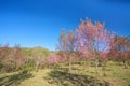 Wild Himalayan cherry blossoms is blooming Royalty Free Stock Photo