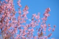 Wild Himalayan cherry blossoms is blooming Royalty Free Stock Photo