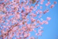 Wild Himalayan cherry blossoms is blooming Royalty Free Stock Photo
