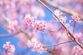 Wild Himalayan cherry blossoms is blooming Royalty Free Stock Photo