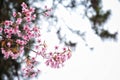 Wild Himalayan Cherry blossoms with copy space