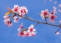 Wild himalayan cherry blossoms in spring season, Prunus cerasoides, pink sakura flower