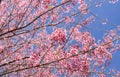 Wild himalayan cherry blossoms in spring season, Prunus cerasoides, pink sakura flower with blue sky background Royalty Free Stock Photo