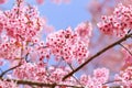 Wild Himalayan Cherry Blossoms in spring season Prunus cerasoides, Sakura in Thailand