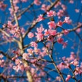 Wild Himalayan Cherry with blue sky