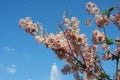 Wild Himalayan Cherry cloud and sky.