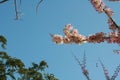 Wild Himalayan Cherry cloud and sky.