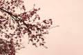 Wild Himalayan Cherry flower branch vintage filter style