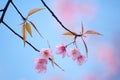 Wild Himalayan cherry flower at Doi Ang Khang, Chiang Mai