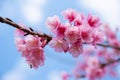 Wild Himalayan cherry flower at Doi Ang Khang, Chiang Mai