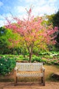 Wild Himalayan Cherry flower in garden