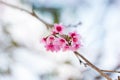 Wild Himalayan Cherry flower (Prunus cerasoides),Giant tiger flo Royalty Free Stock Photo